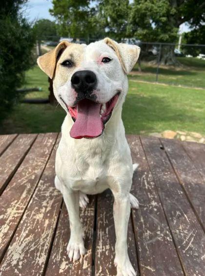 Penny, a Adoptable Mixed Breed in Memphis, TN image 2/3