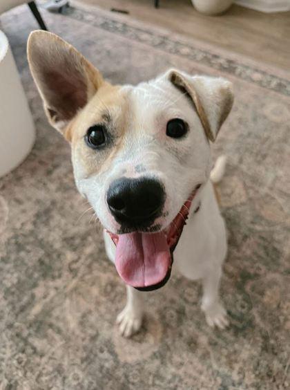 Enlarge Penny, a Adoptable Mixed Breed in Memphis, TN image 2/3