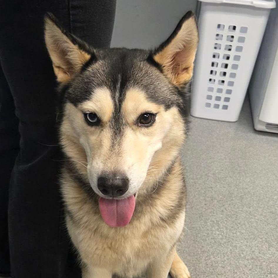 Enlarge Reagan, a Adoptable Husky in Martinsville, VA image 1/1