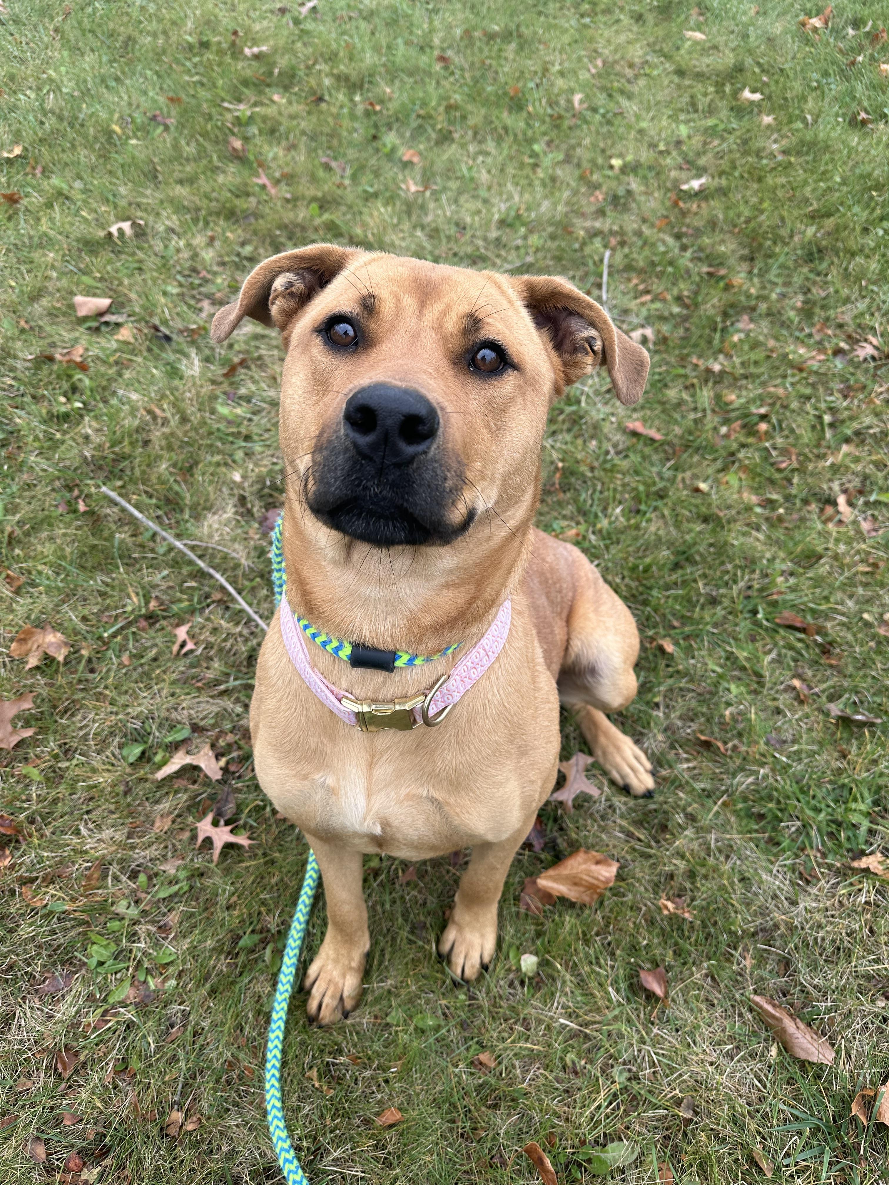 Sun Chip, Adoptable, Adult Female Dogue de Bordeaux.
