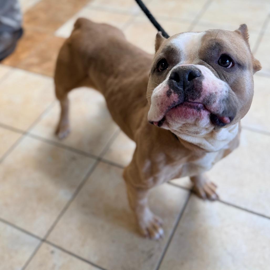Sabrina, Adoptable, Young Female English Bulldog.