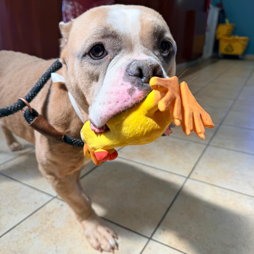 Enlarge Sabrina, a Adoptable English Bulldog in Columbus, GA image 2/4