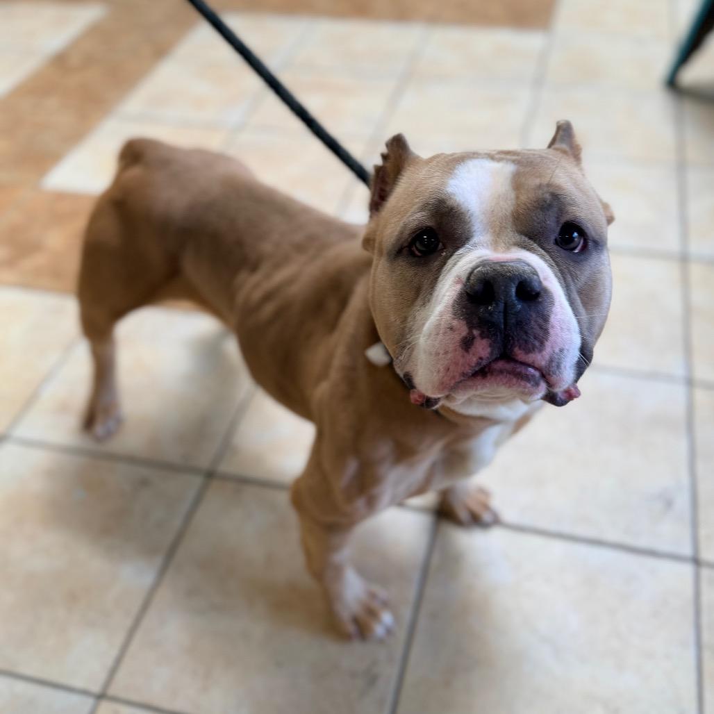 Enlarge Sabrina, a Adoptable English Bulldog in Columbus, GA image 3/4