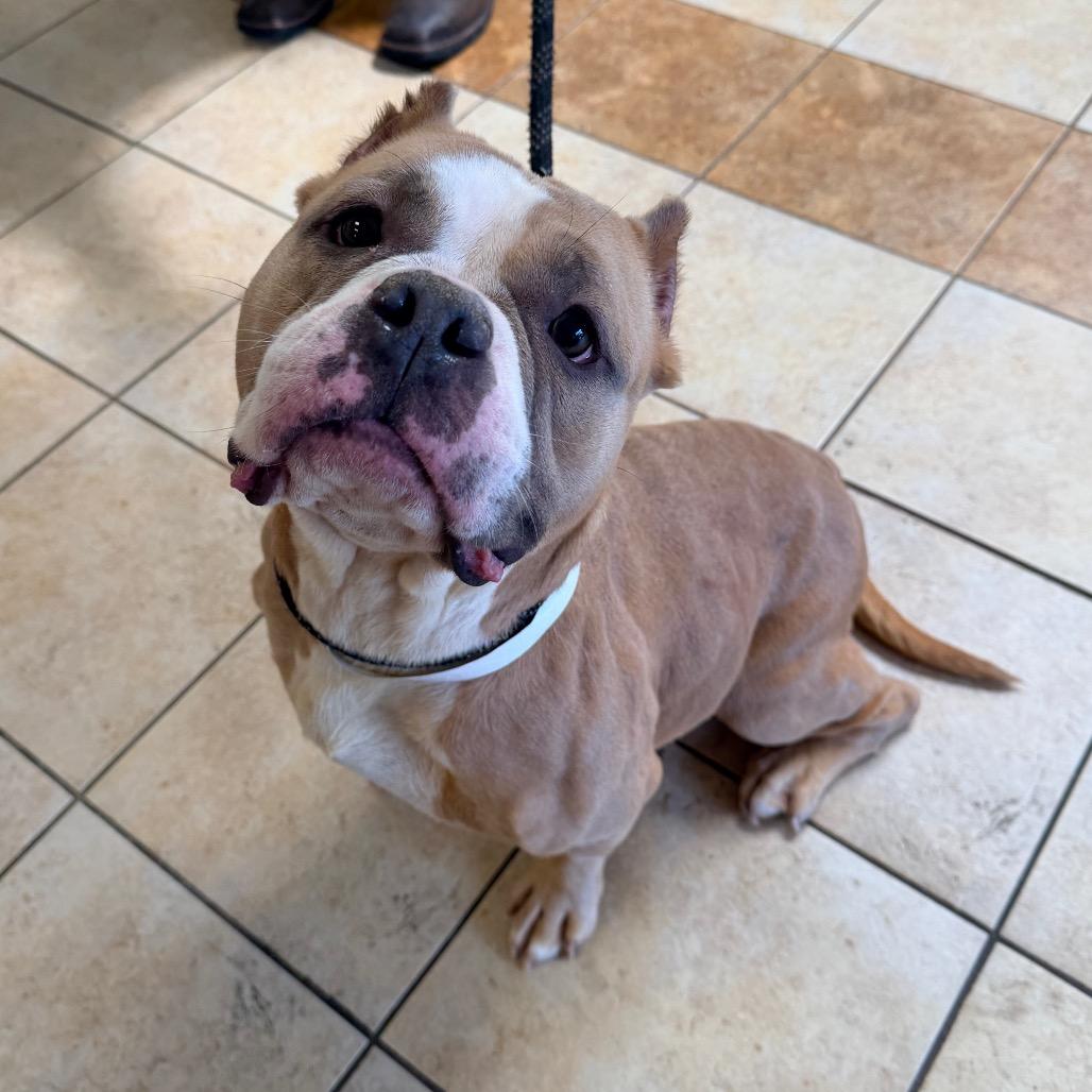 Enlarge Sabrina, a Adoptable English Bulldog in Columbus, GA image 4/4