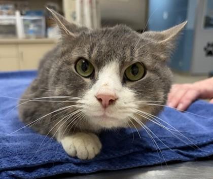 Dallas, Adoptable, Adult Male Domestic Short Hair & Domestic Short Hair.