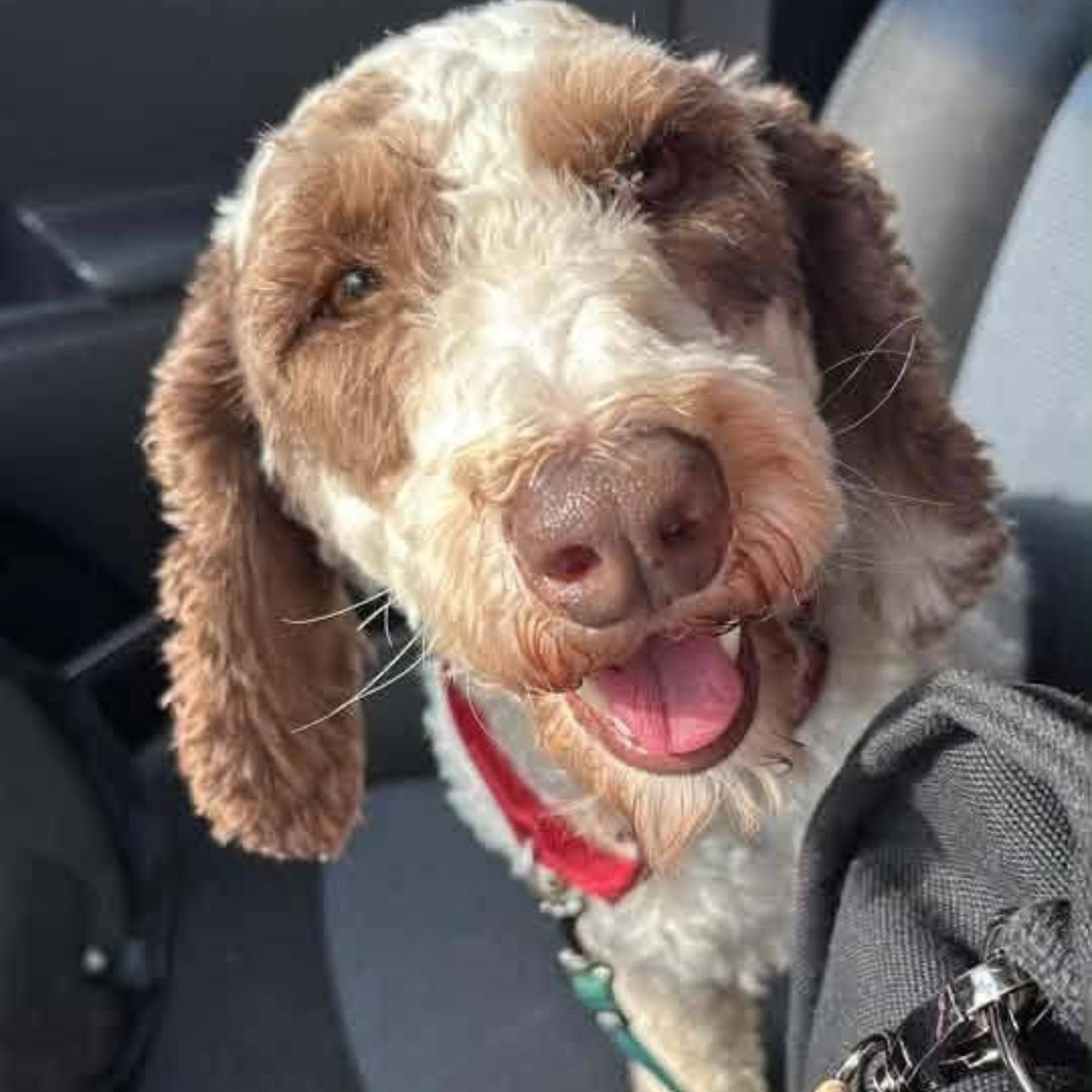 2169 Mr Rogers, Adopted, Adult Male Poodle.