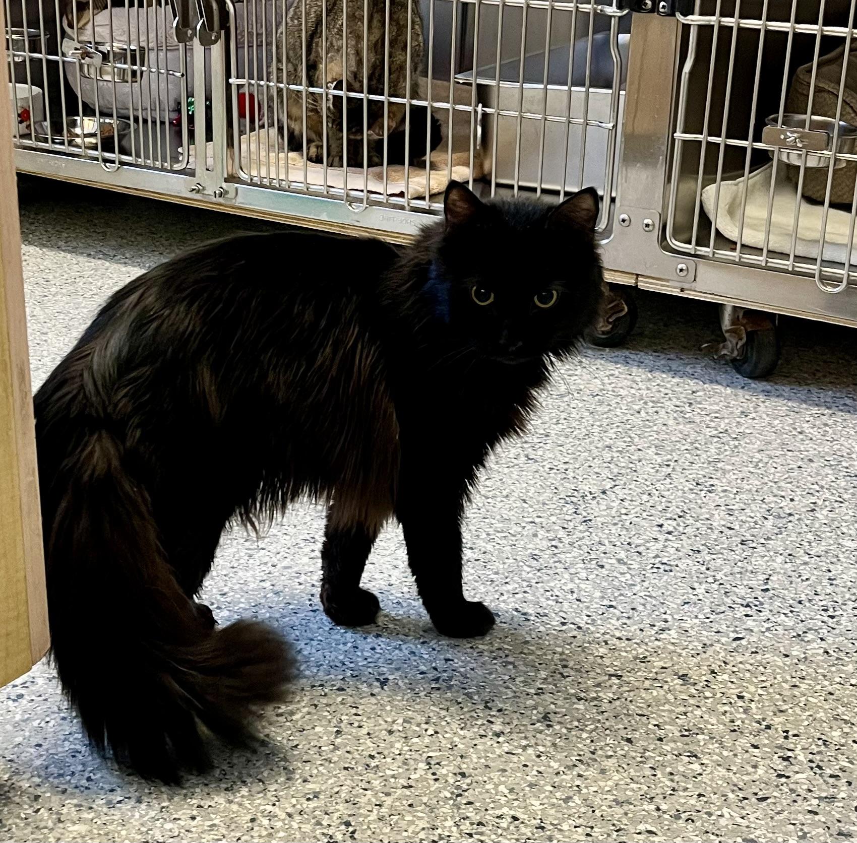 Bagheera, adopted, Young Male Domestic Long Hair.