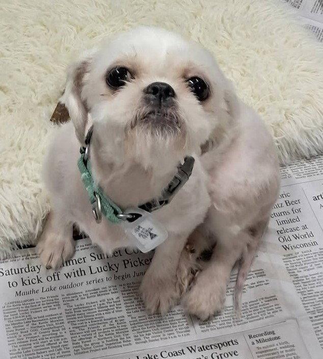 Sesame, Adoptable, Adult Female Shih Tzu.