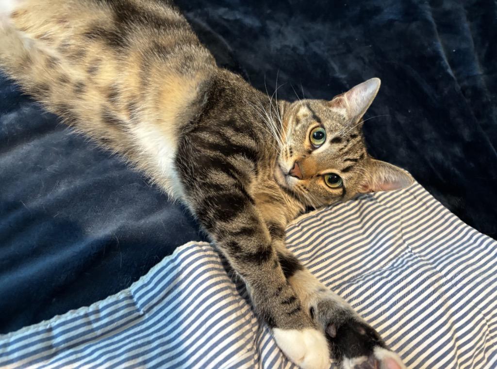 Legume, Adoptable, Young Male Domestic Short Hair.