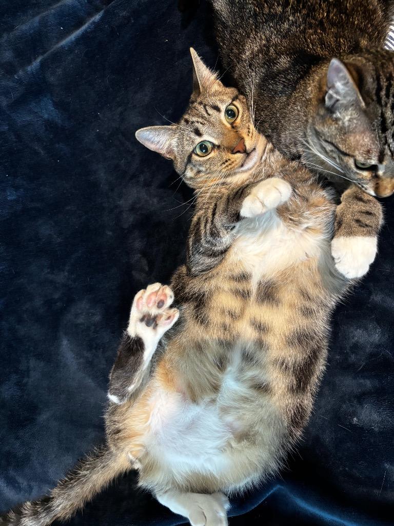 Enlarge Legume, a Adoptable mixed breed in Fort Lupton, CO image 3/3