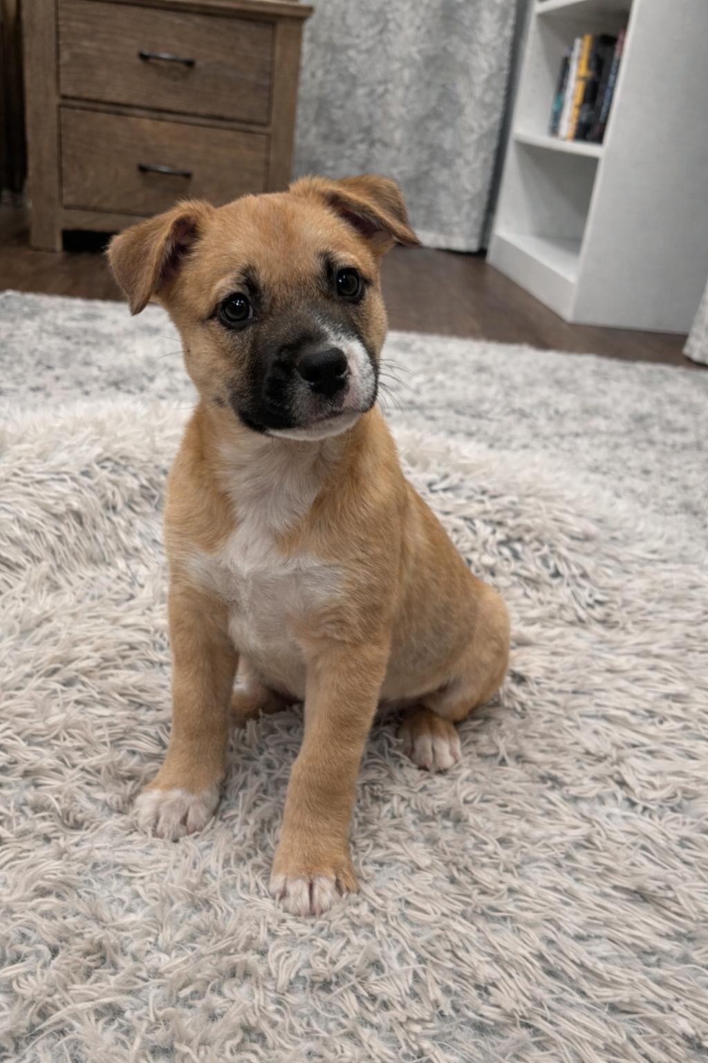 Enlarge Marie, an adopted mixed breed in Whitestown, IN image 1/1