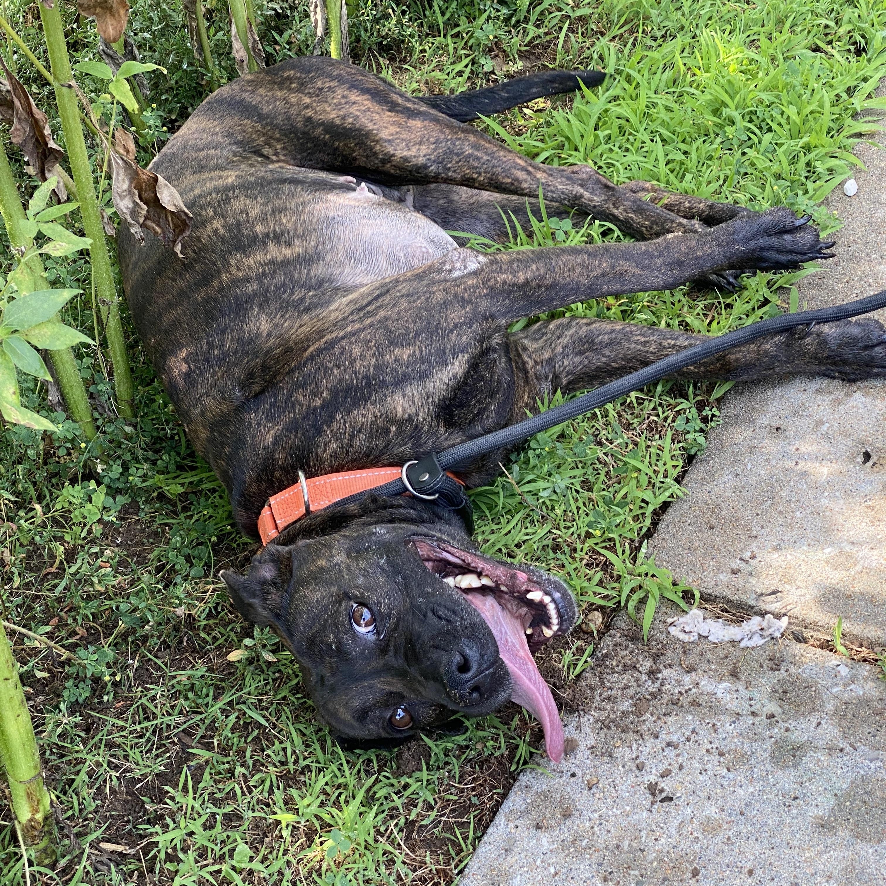 Enlarge Ruby, a Adoptable Mixed Breed in Atchison, KS image 5/6