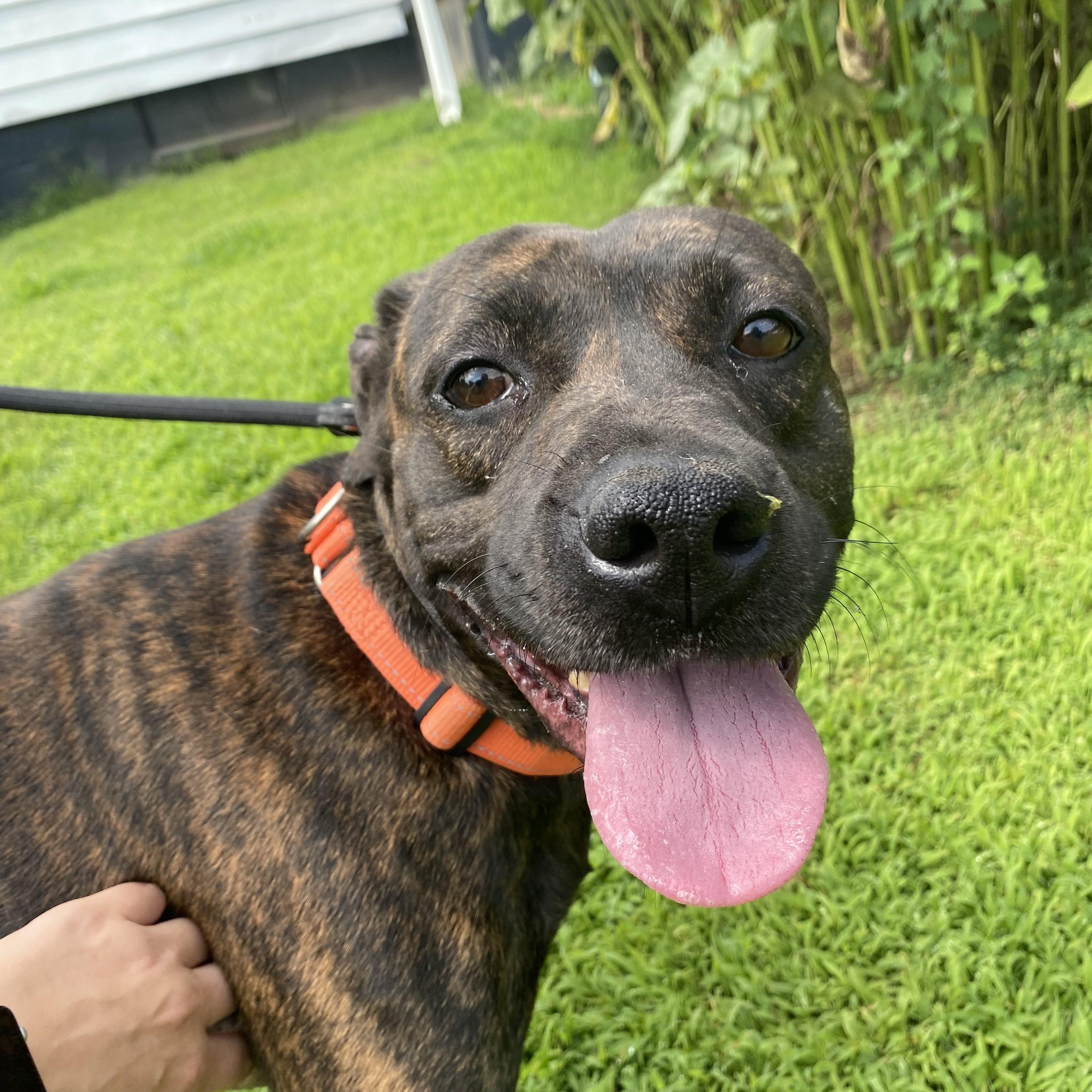 Ruby, Adoptable, Adult Female Mixed Breed.