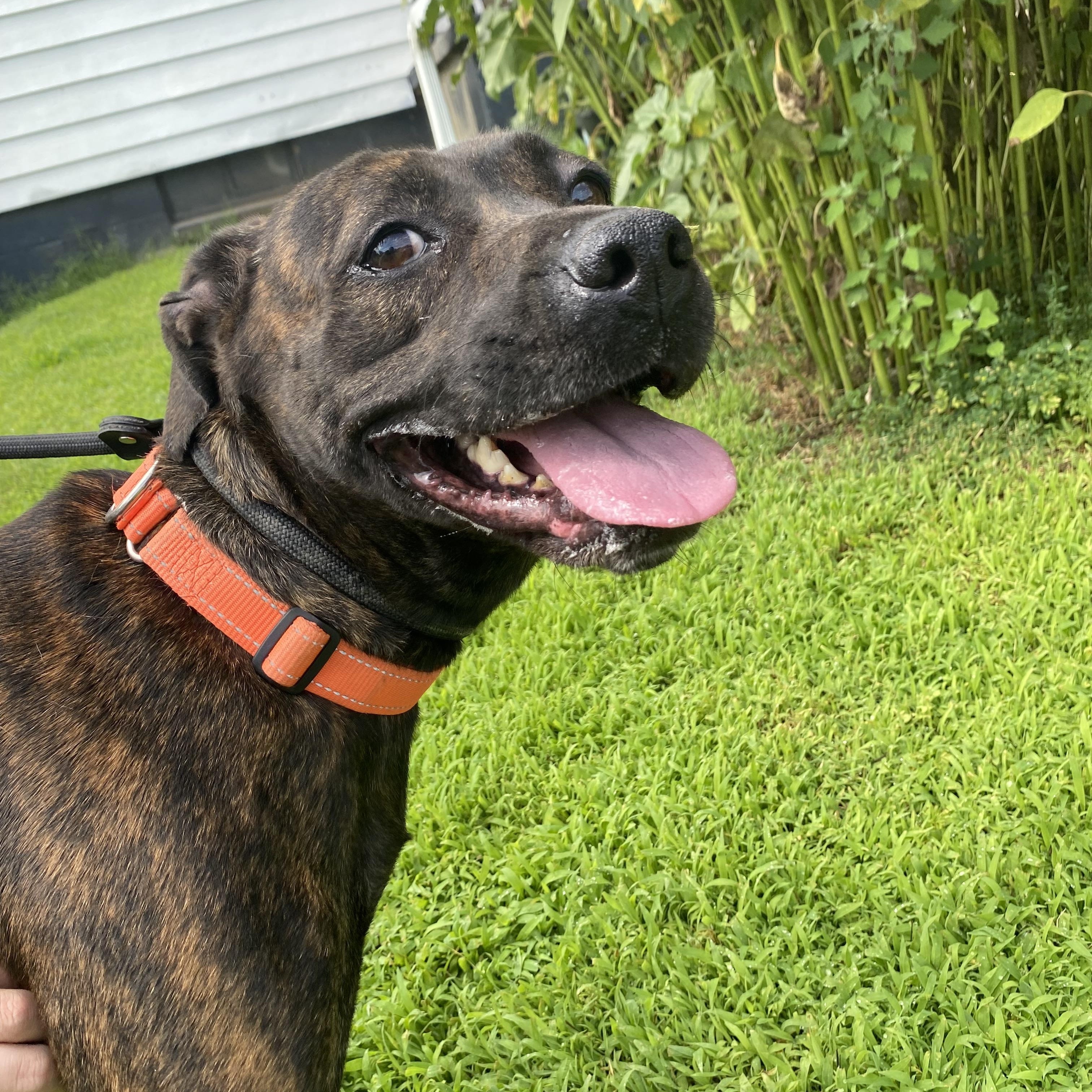 Enlarge Ruby, a Adoptable Mixed Breed in Atchison, KS image 2/6