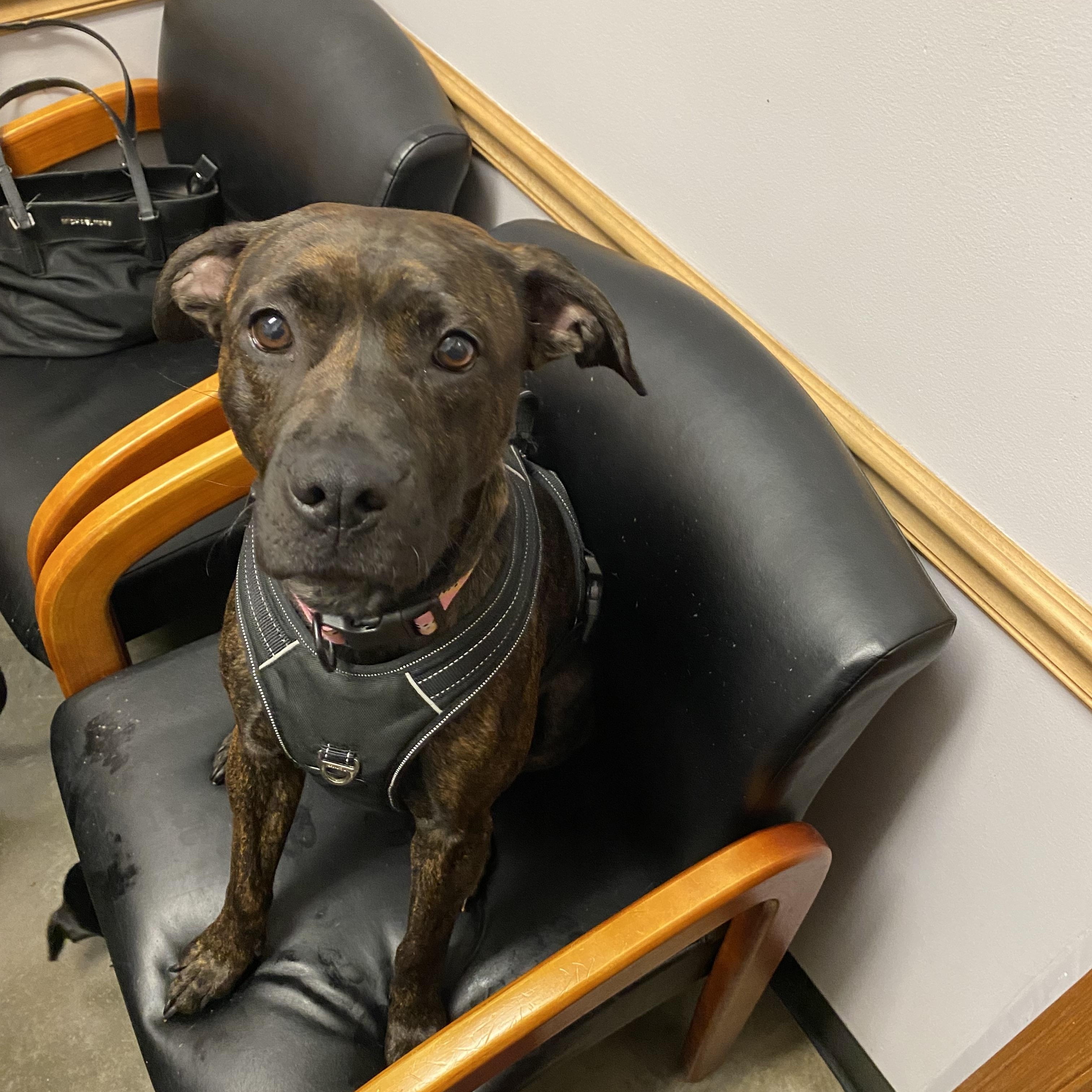 Enlarge Ruby, a Adoptable Mixed Breed in Atchison, KS image 4/6