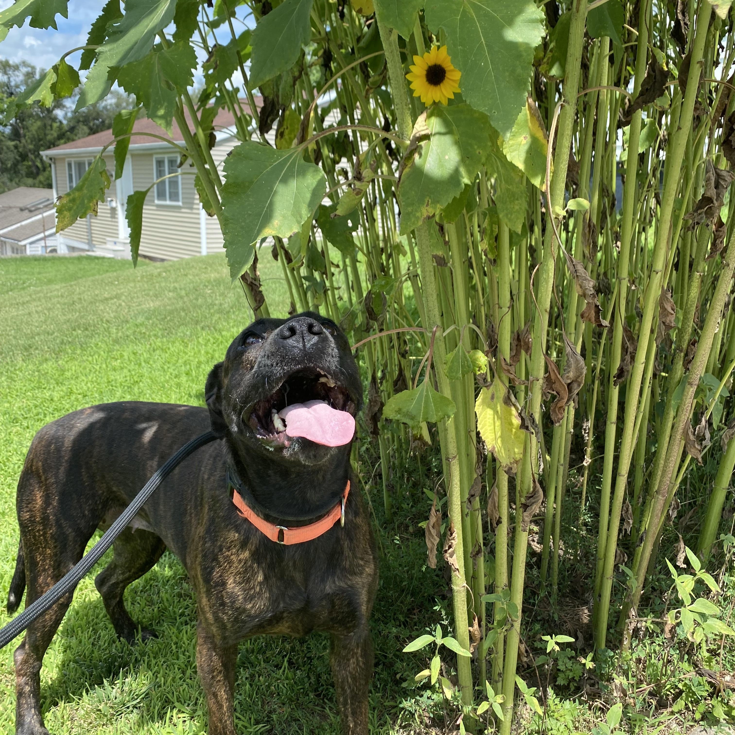 Enlarge Ruby, a Adoptable Mixed Breed in Atchison, KS image 6/6