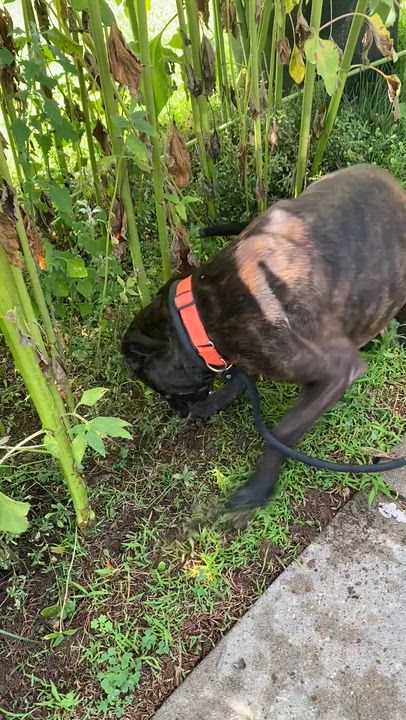 Enlarge Ruby, a Adoptable Mixed Breed in Atchison, KS video 3/6