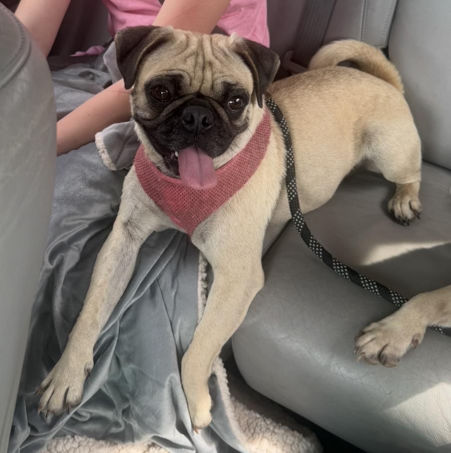 Enlarge Camilla, a Adoptable Pug in Ottawa, IL image 6/6