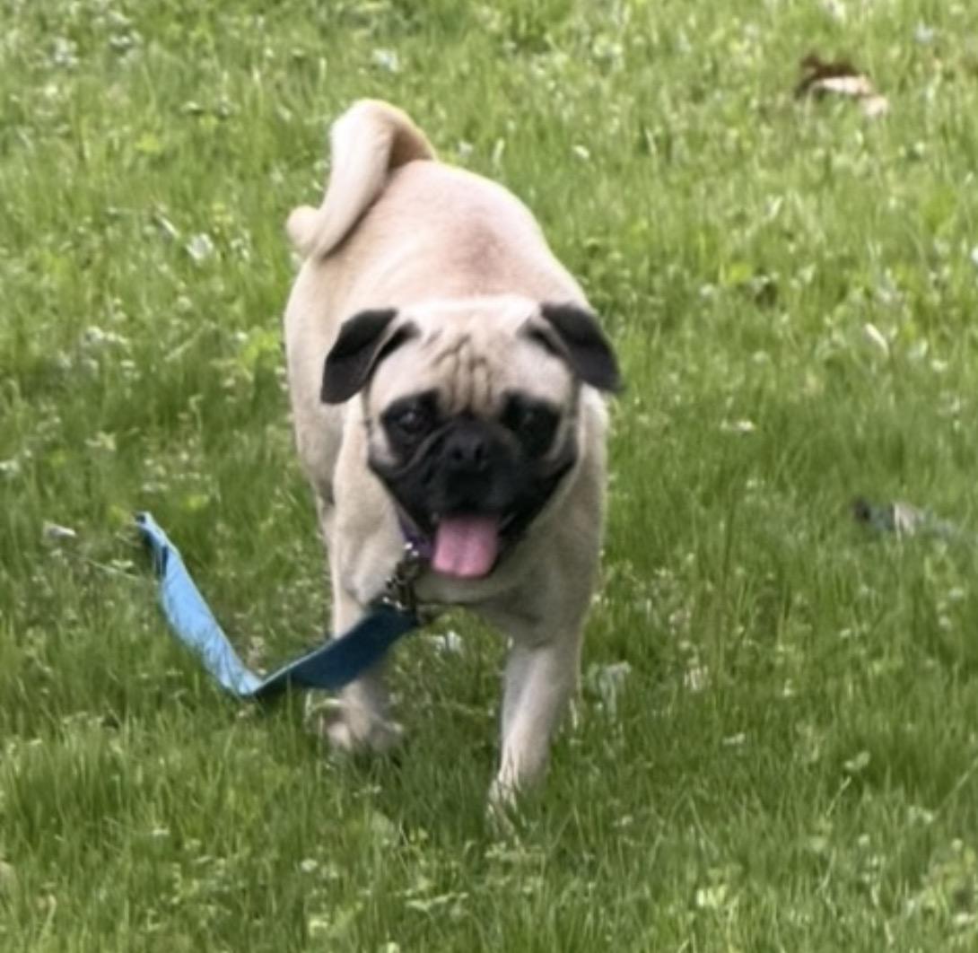 Enlarge Camilla, a Adoptable Pug in Ottawa, IL image 4/6