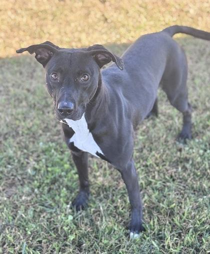 Mudslide, Adoptable, Adult Male Pit Bull Terrier & Mixed Breed.