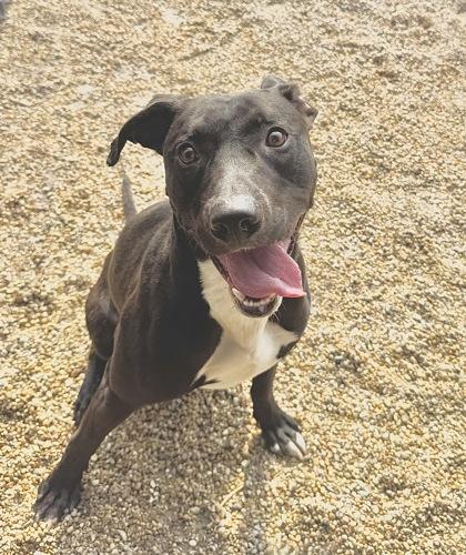 Enlarge Mudslide, a Adoptable mixed breed in Gray, LA image 1/1