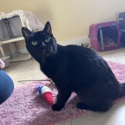 Acorn, Adoptable, Senior Female Domestic Short Hair & Domestic Short Hair.