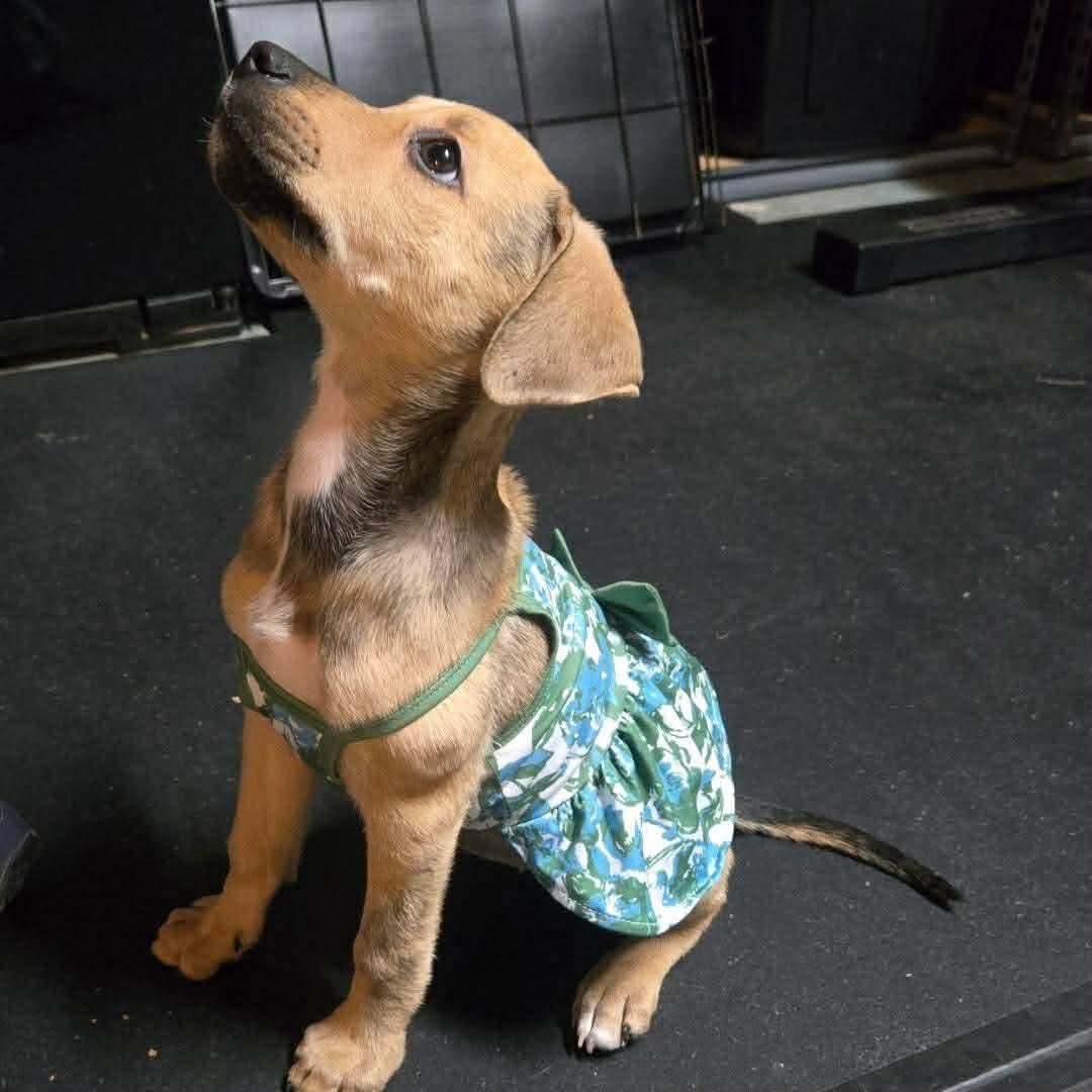 Enlarge Luna, a ADOPTABLE mixed breed in Commerce City, CO image 4/6