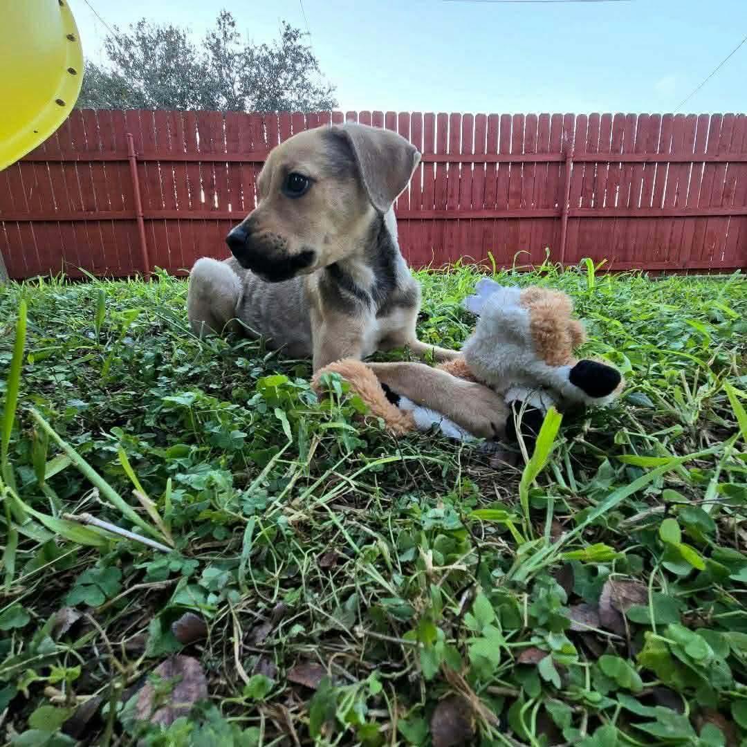 Enlarge Luna, a ADOPTABLE mixed breed in Commerce City, CO image 5/6