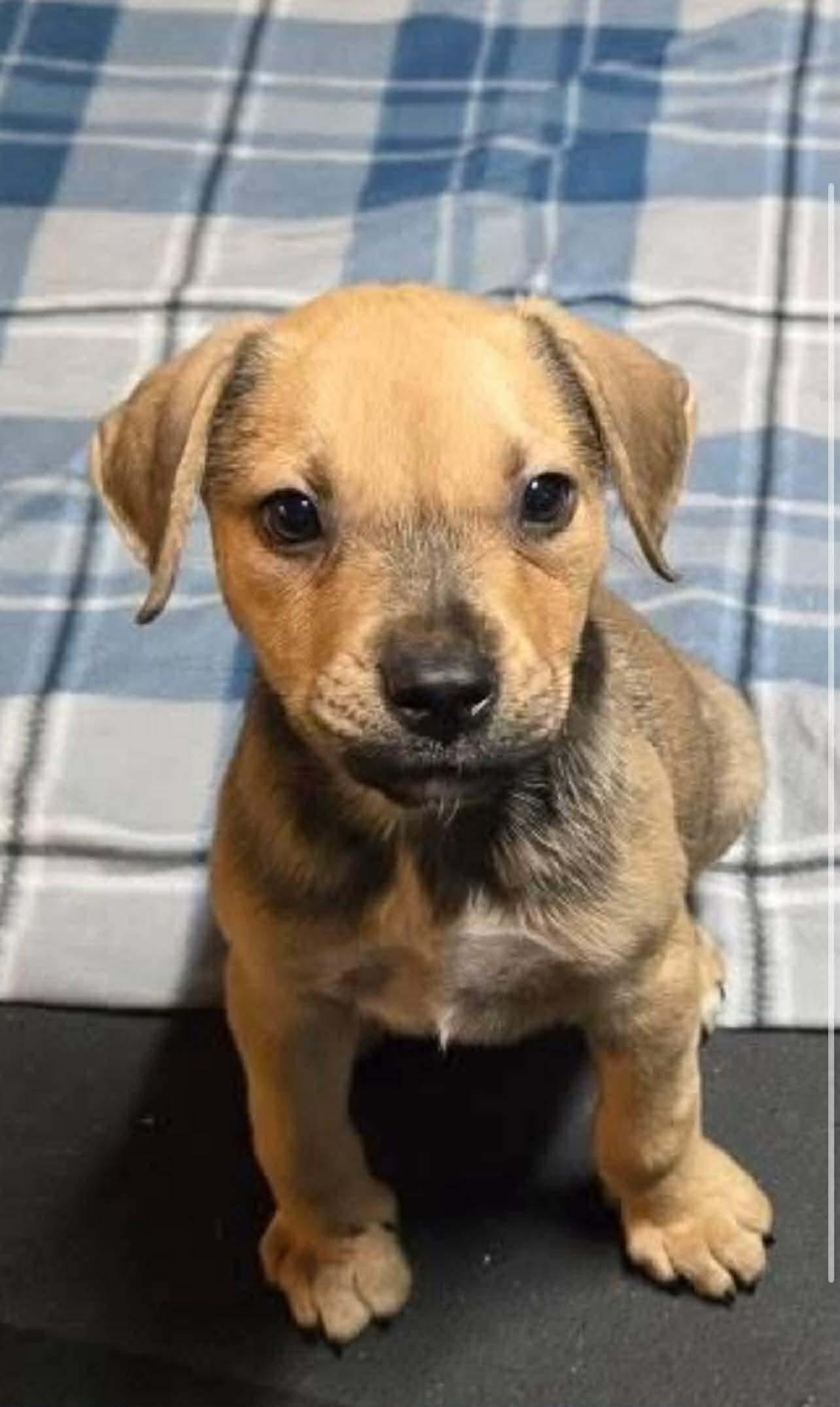 Enlarge Luna, a ADOPTABLE mixed breed in Commerce City, CO image 2/6