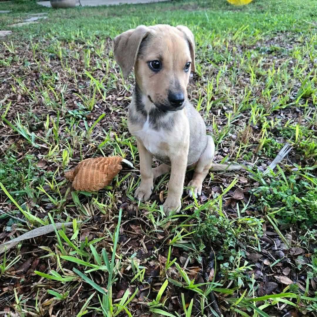 Luna, ADOPTABLE, Puppy Female Black Mouth Cur.