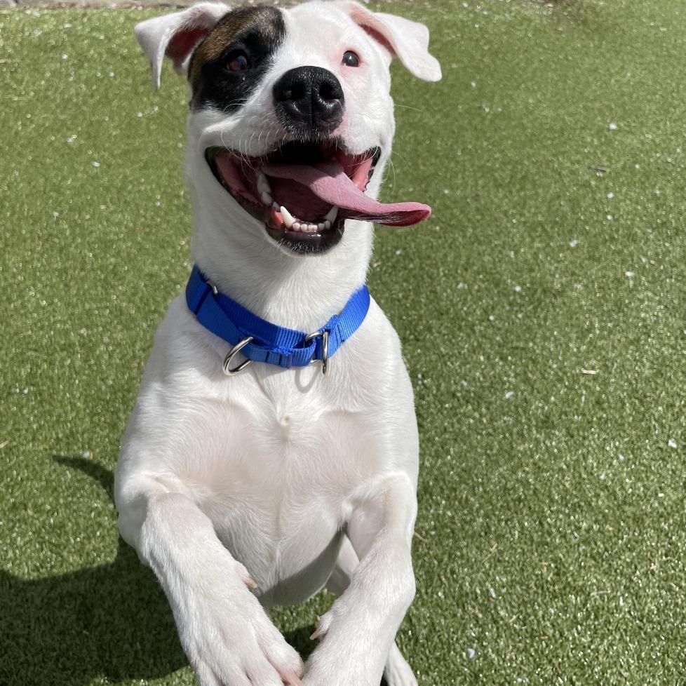 Juicebox, Adoptable, Young Male Mixed Breed.