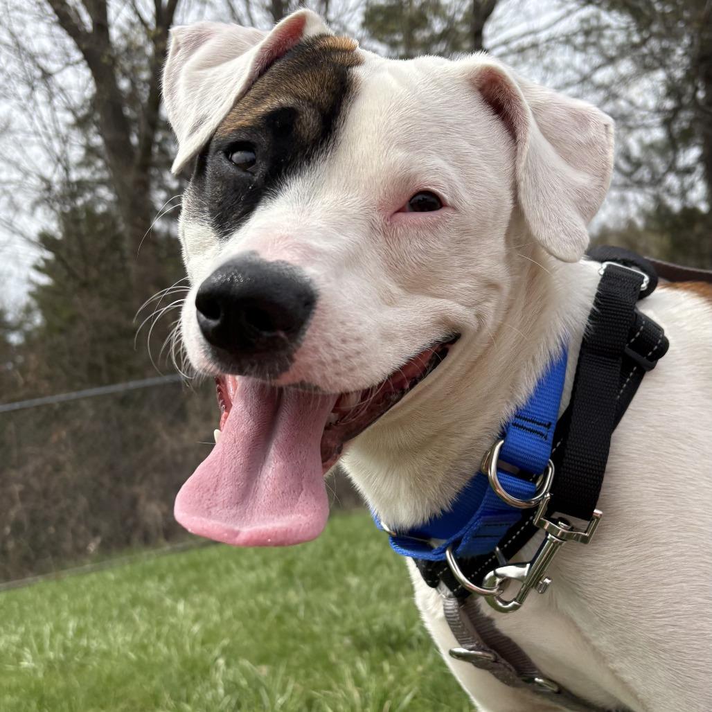 Enlarge Juicebox, a Adoptable Mixed Breed in South Burlington, VT image 2/6