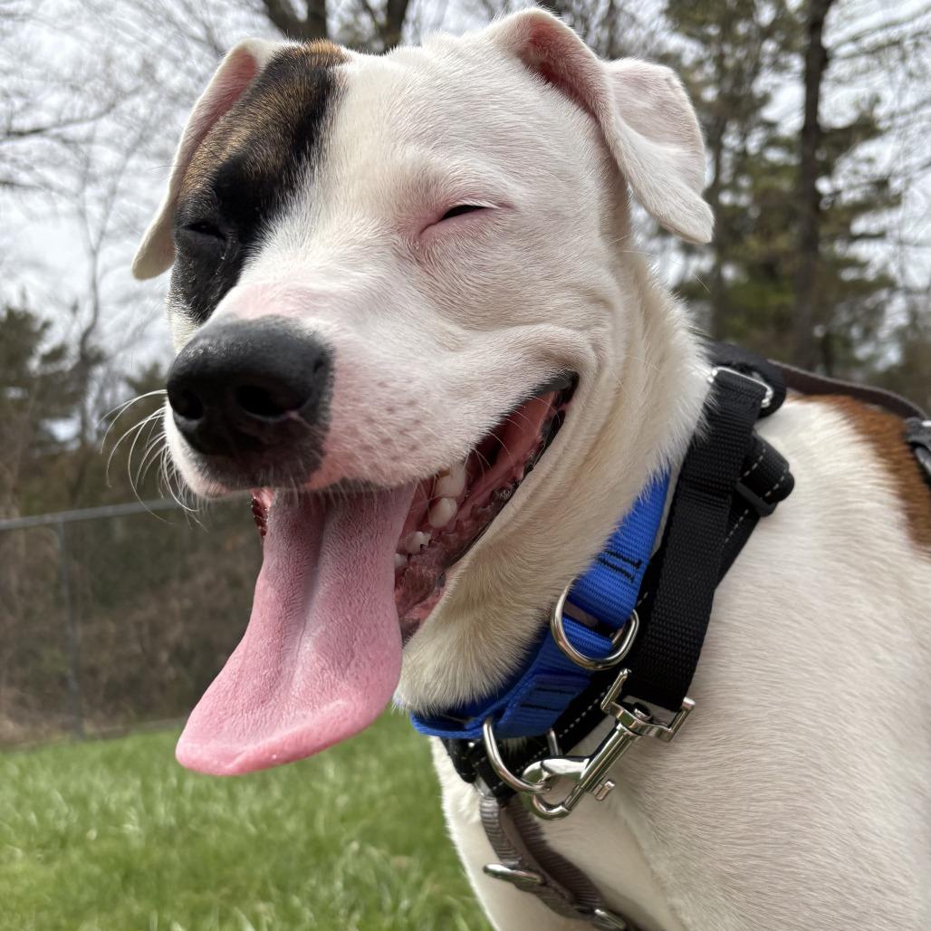Enlarge Juicebox, a Adoptable Mixed Breed in South Burlington, VT image 3/6