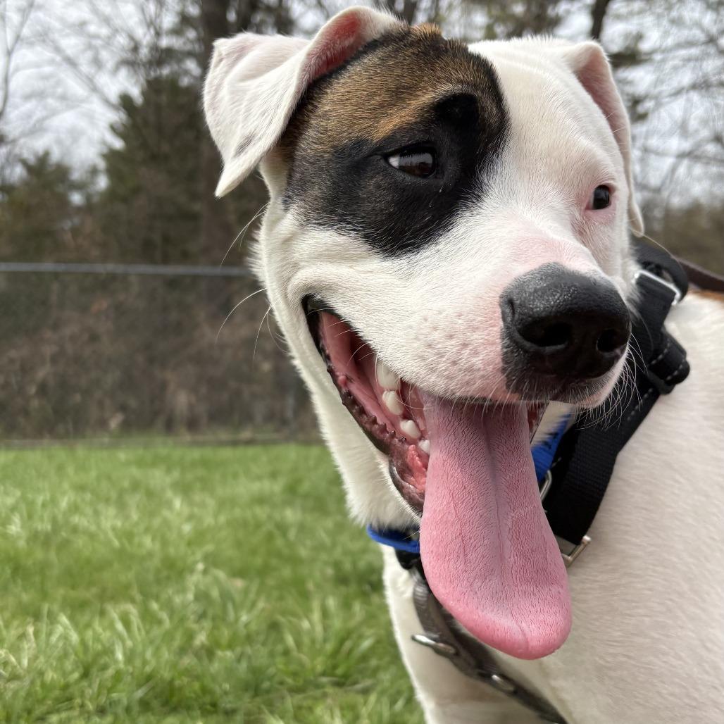 Enlarge Juicebox, a Adoptable Mixed Breed in South Burlington, VT image 4/6