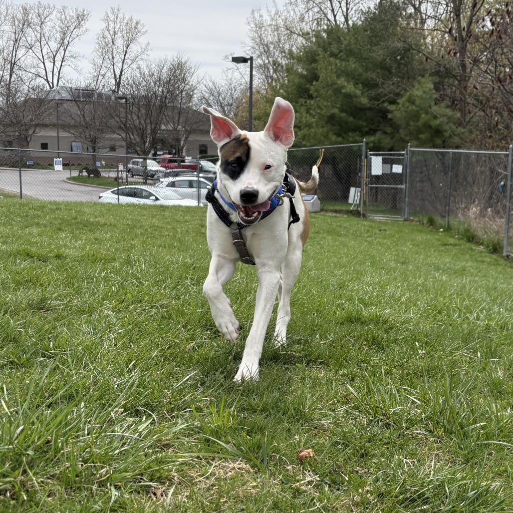 Enlarge Juicebox, a Adoptable Mixed Breed in South Burlington, VT image 5/6
