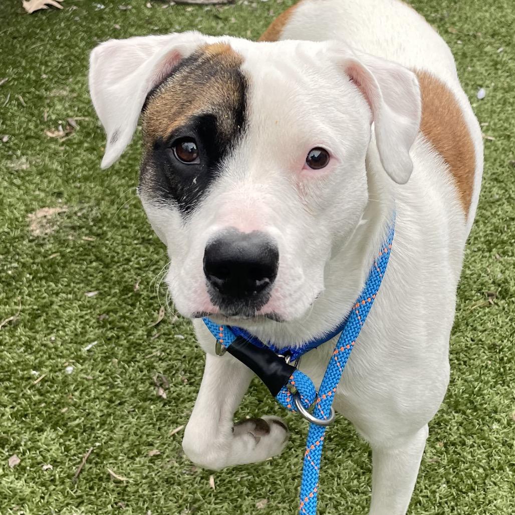 Enlarge Juicebox, a Adoptable Mixed Breed in South Burlington, VT image 6/6