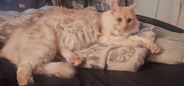 ASLAN, Adoptable, Young Male Domestic Medium Hair.