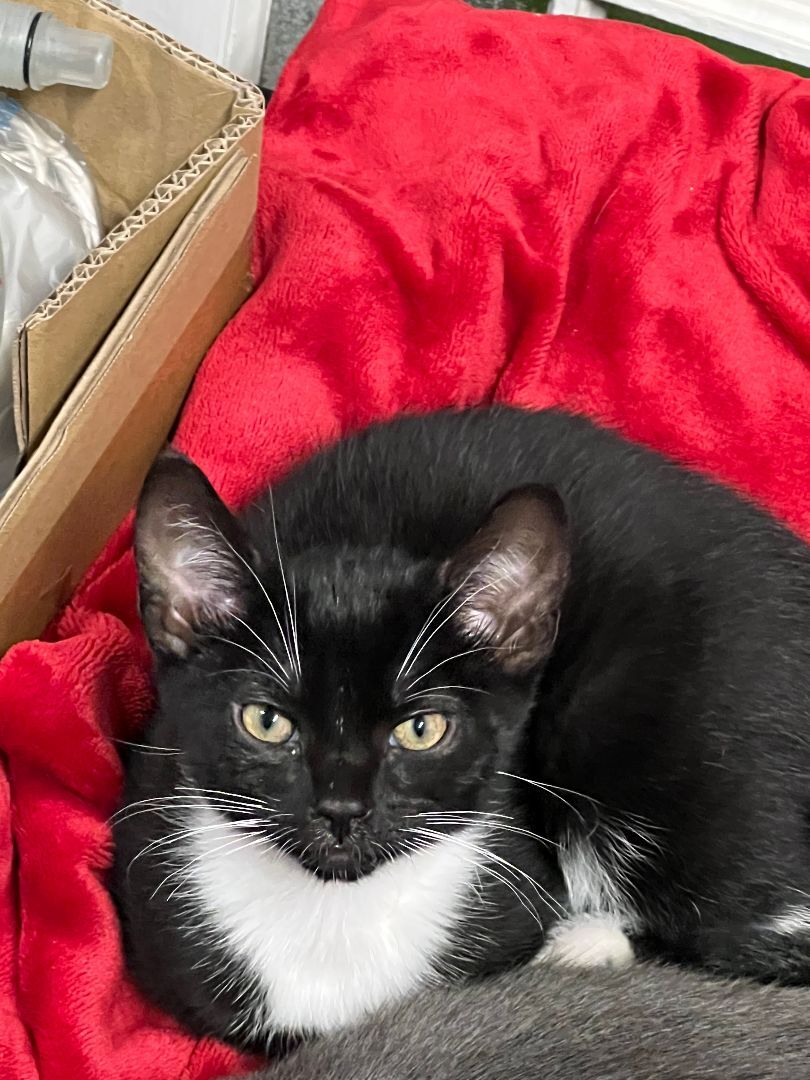 Phobos, Adopted, Kitten Male American Shorthair.