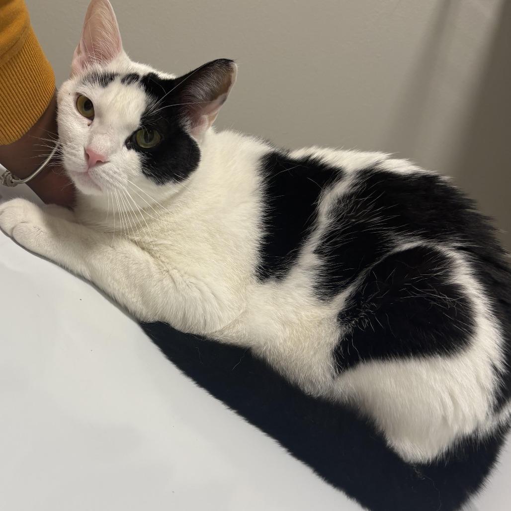 Enlarge Kiddy, a Adoptable Domestic Short Hair in Nashville, TN image 1/1