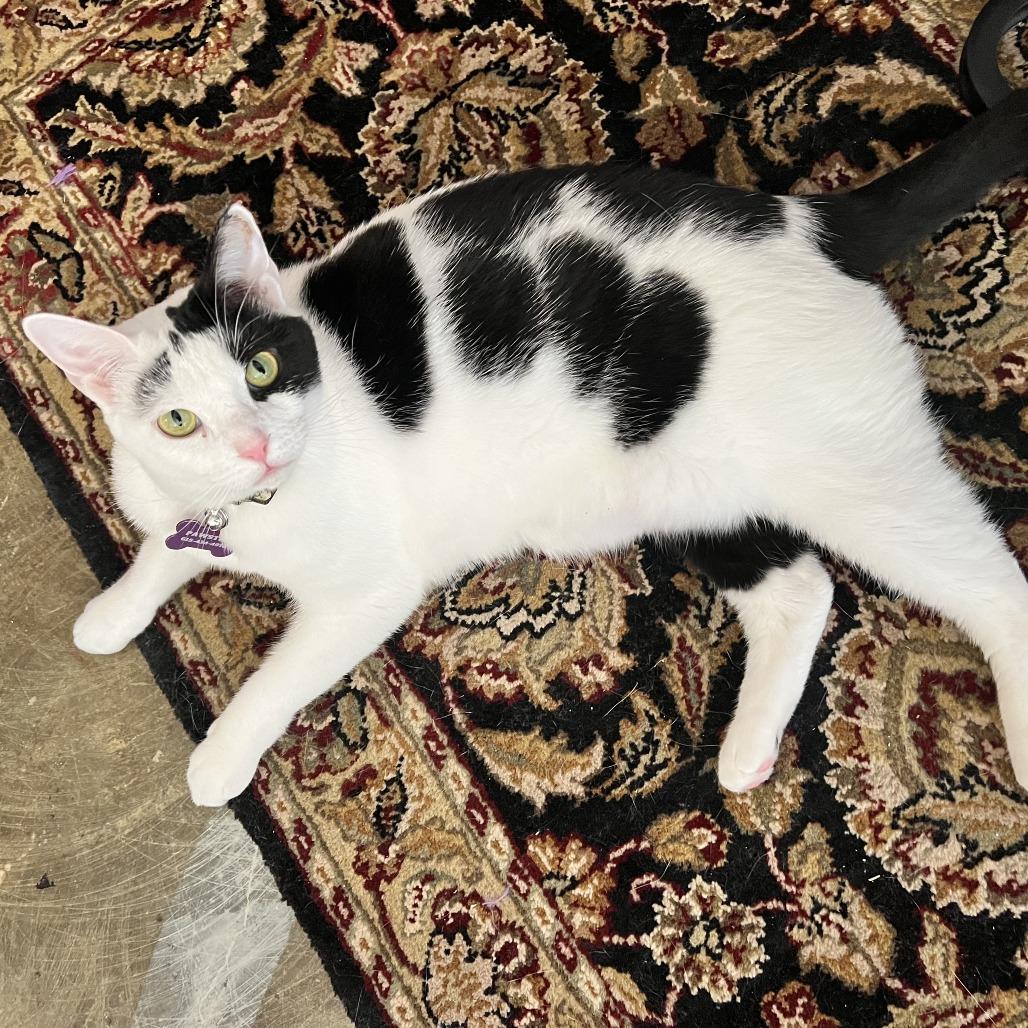 Kiddy, a Adoptable Domestic Short Hair in Nashville, TN image 2/3