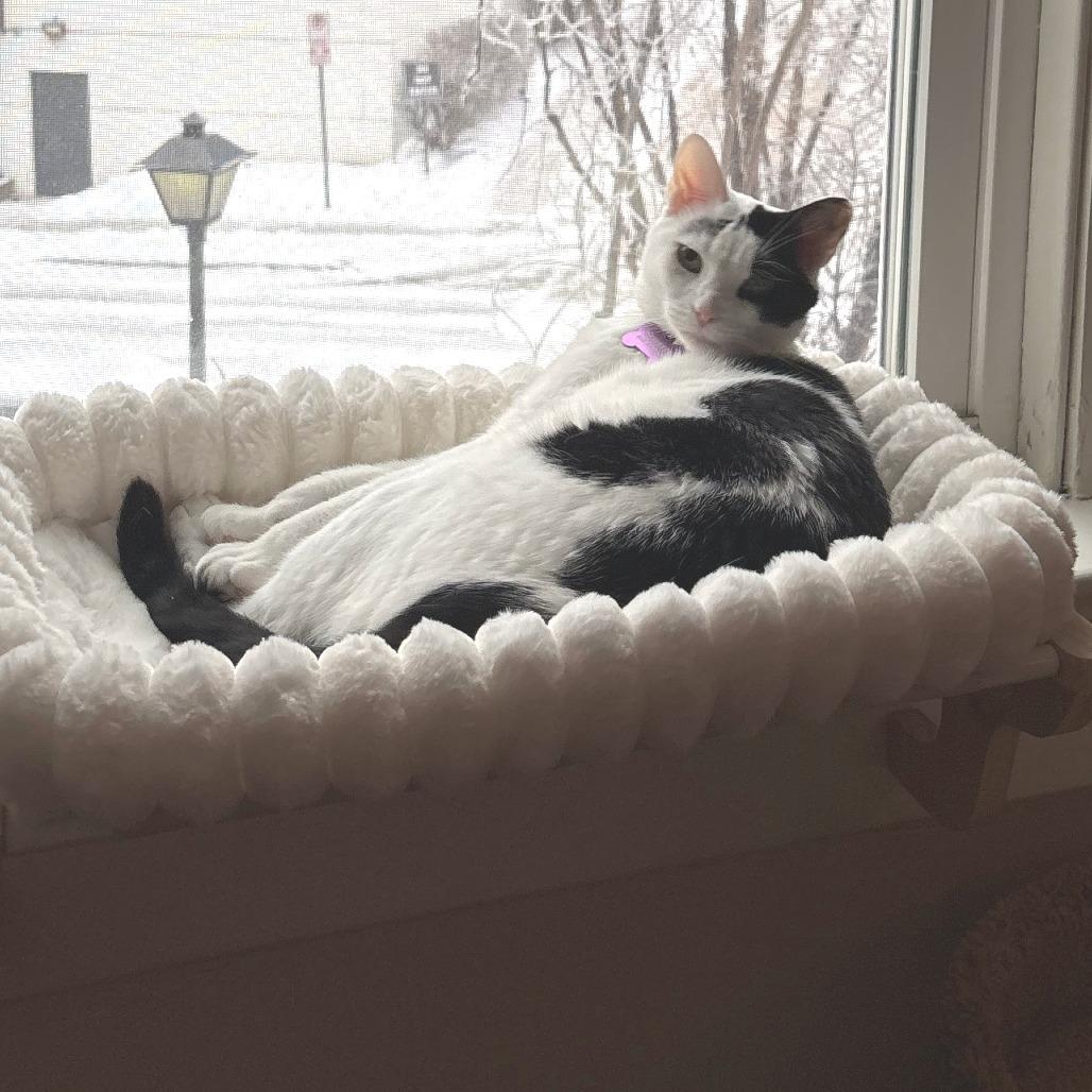 Kiddy, a Adoptable Domestic Short Hair in Nashville, TN image 3/3