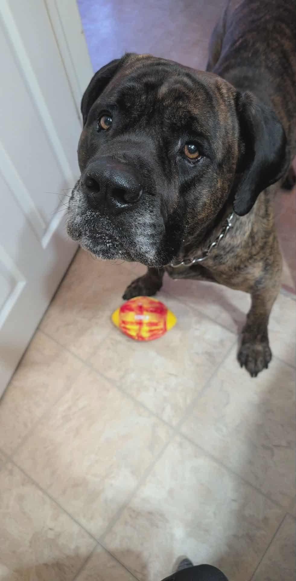 Tank, ADOPTABLE, Adult Male Cane Corso.