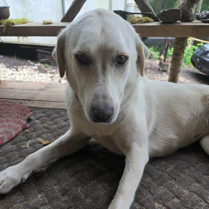 Dixie, Adoptable, Adult Female Great Pyrenees.