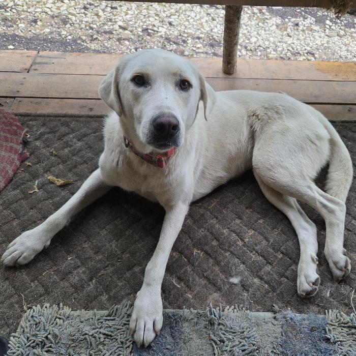 Dixie, a Adoptable mixed breed in Louisville, KY image 2/5