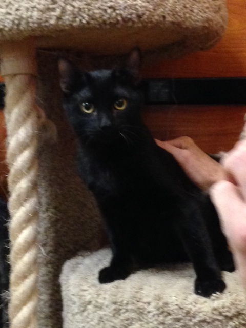 Monkey, a Adoptable Domestic Short Hair in Beaumont, TX image 1/3