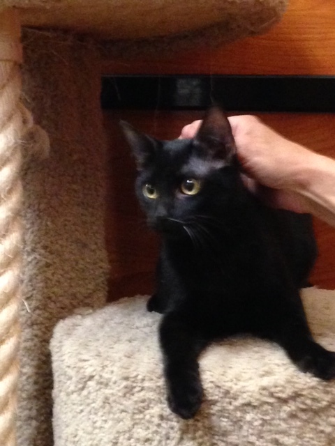 Monkey, a Adoptable Domestic Short Hair in Beaumont, TX image 2/3