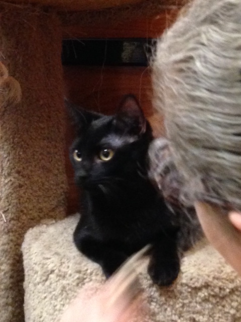 Monkey, a Adoptable Domestic Short Hair in Beaumont, TX image 3/3