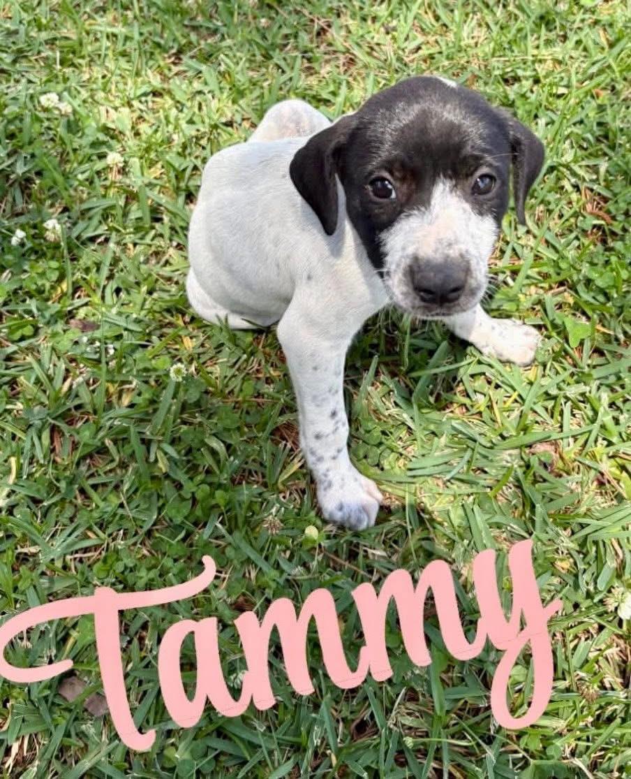 Tammy, Adoptable, Puppy Female Pointer & Labrador Retriever.
