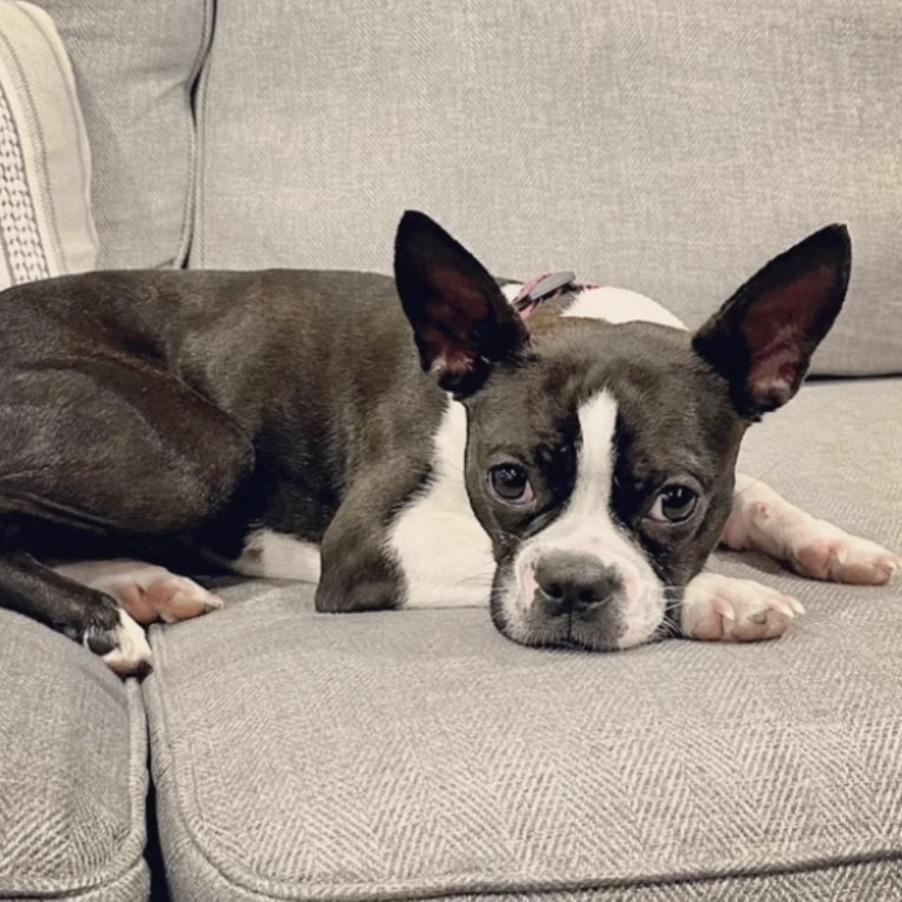 Enlarge Harley, a Adoptable Boston Terrier in Philadelphia, PA image 1/2