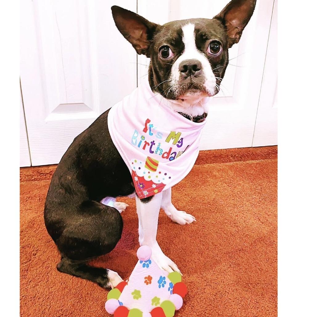 Enlarge Harley, a Adoptable Boston Terrier in Philadelphia, PA image 2/2